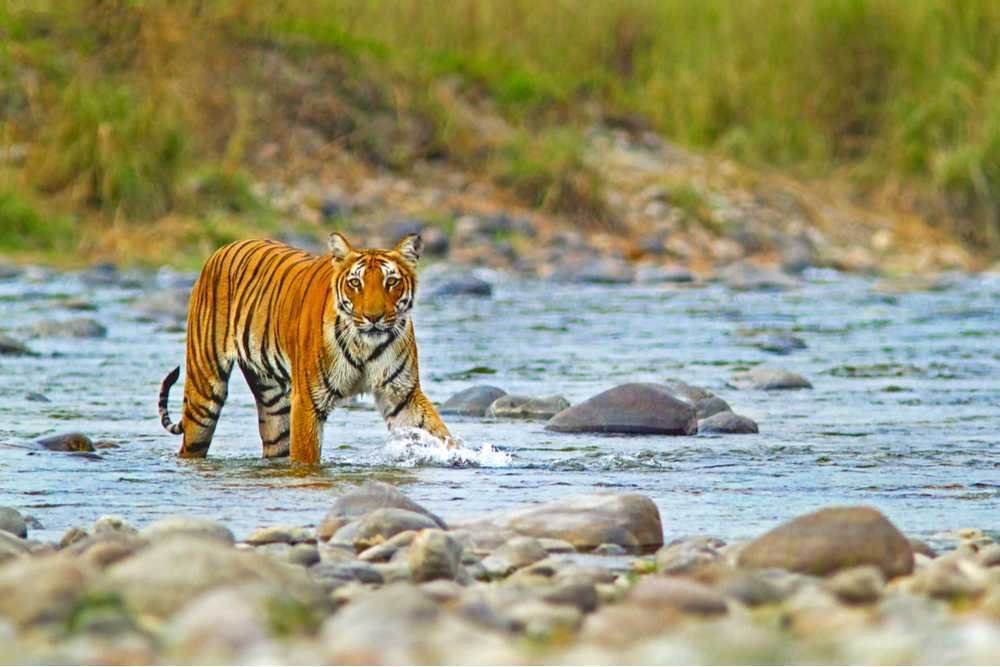 Corbett Tour Packages