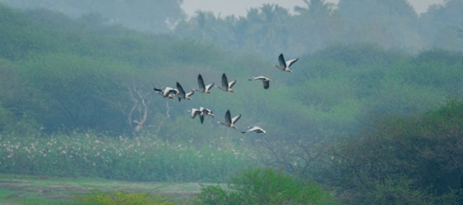 Bird watching activity at Corbett Nishk Resort