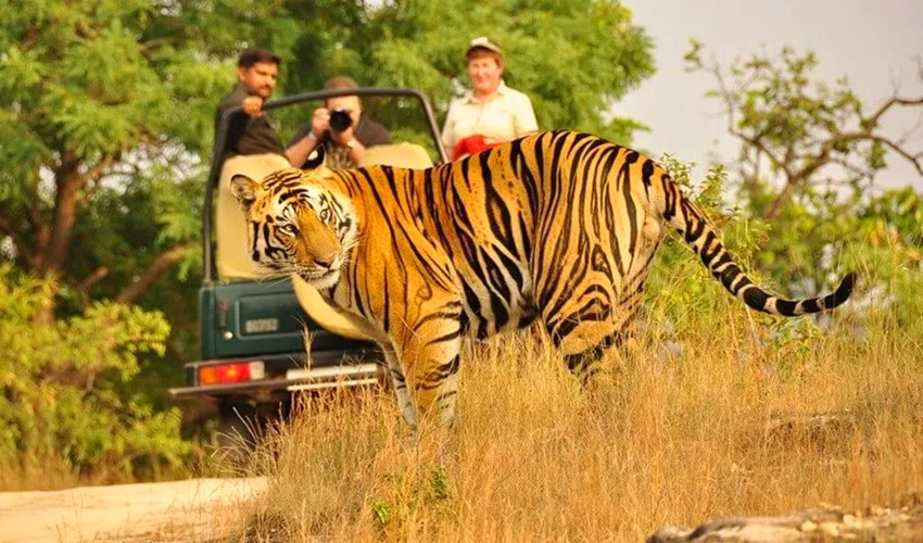 Tiger safari in Jim Corbett National Park